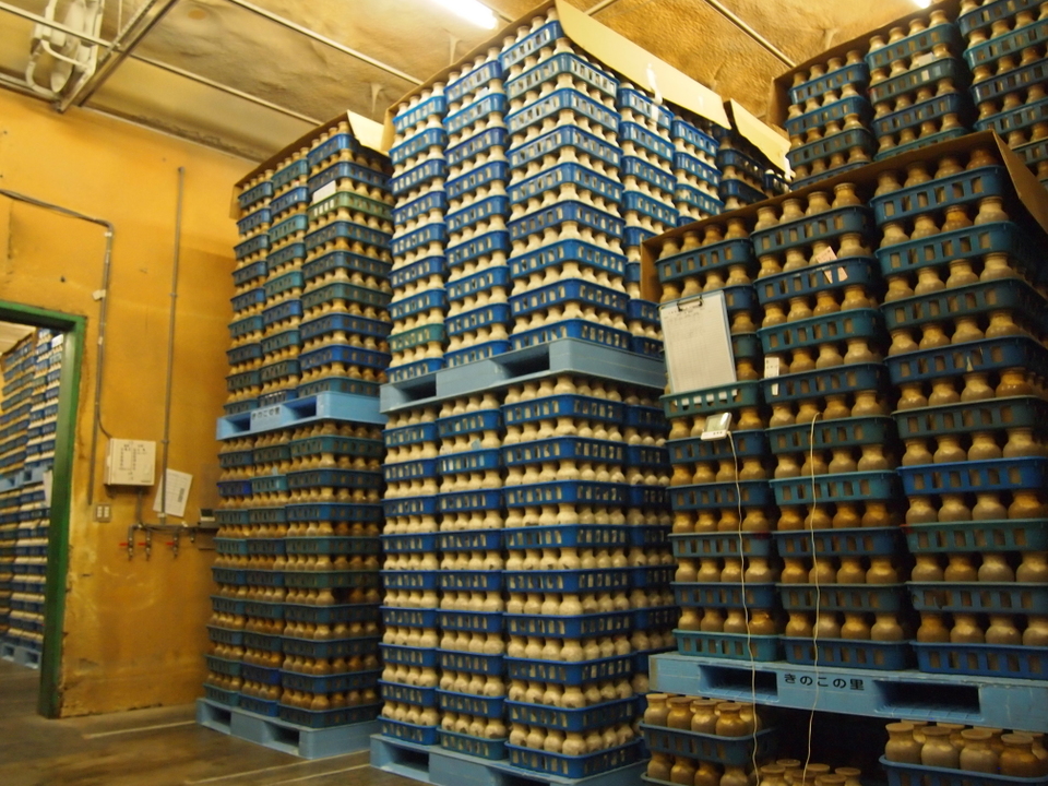 きのこ栽培 培養35日間