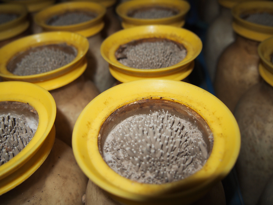 きのこ栽培 発芽