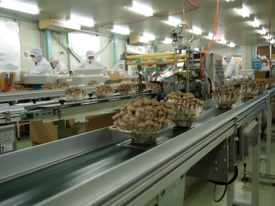 きのこ栽培 収穫・包装