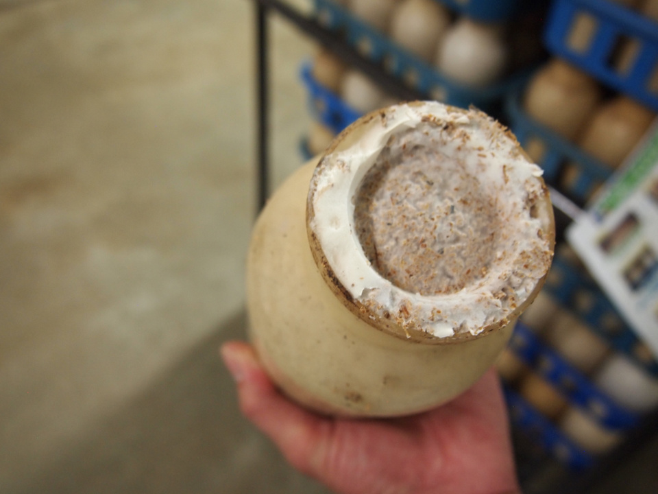 きのこ栽培 熟成培養